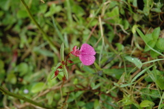 Impatiens diversifolia